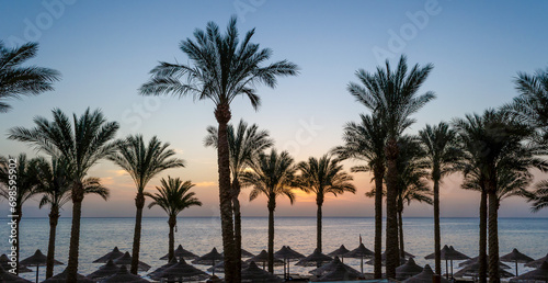 silhouette of palm trees against the dawn sky and blue sea