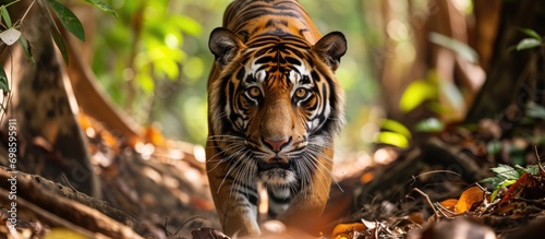The Thai tiger searches for food in its natural forest habitat.