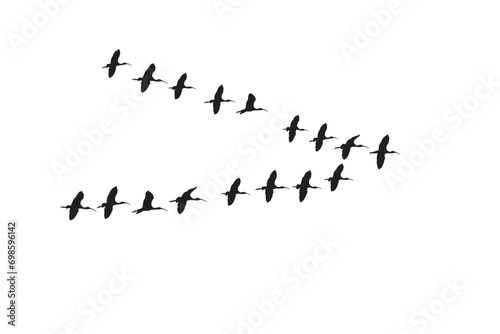 Vector birds. Birds flying in v shape. White background.  © serkanmutan