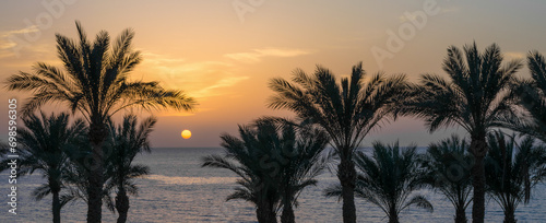evening sunset landscape on the background of the silhouette of palm trees and the Red Sea with the sky and clouds in Egypt © Sofiia