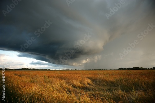 a thundercloud over a field of rye