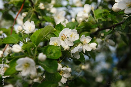 drops of water on the flowers of an apple tree in spring