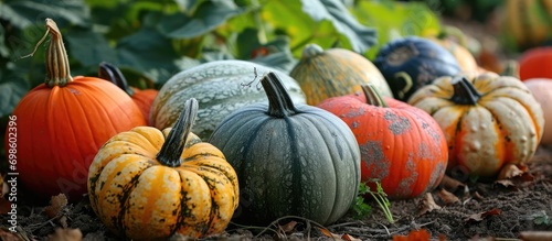UK vegetable garden has Crown Prince squash and pumpkins.