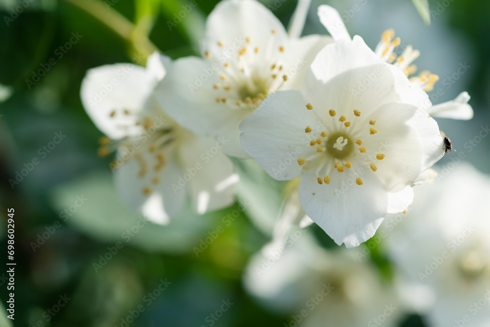 beautiful aroma jasmine blossom at sunny day. macro shot. beautiful aroma jasmine blossom at sunny day. macro shot.