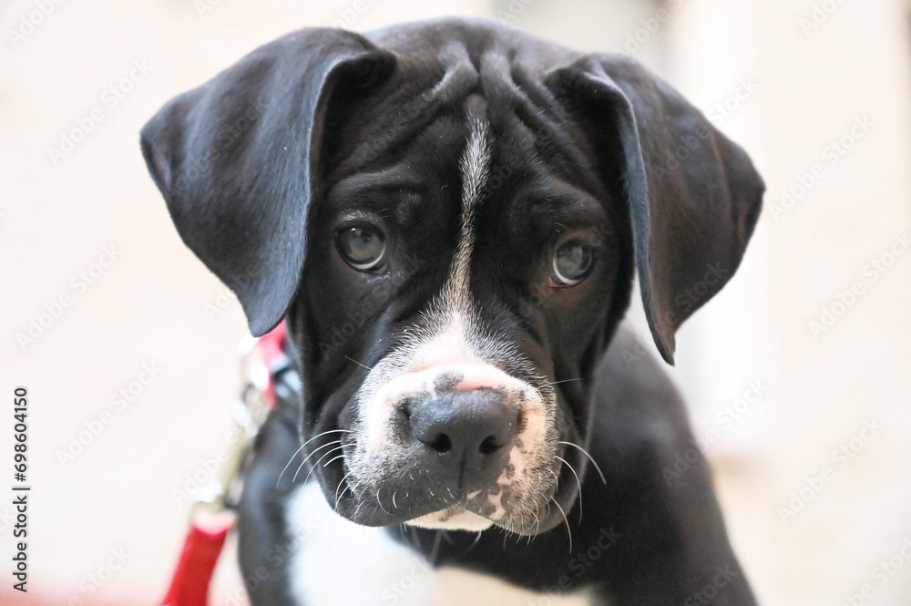 American Bulldog mix puppy with a vibrant red leash, showcasing a contrast of colors in its appearance. American Bulldog mix puppy with a vibrant red leash, showcasing a contrast of colors in its appearance.