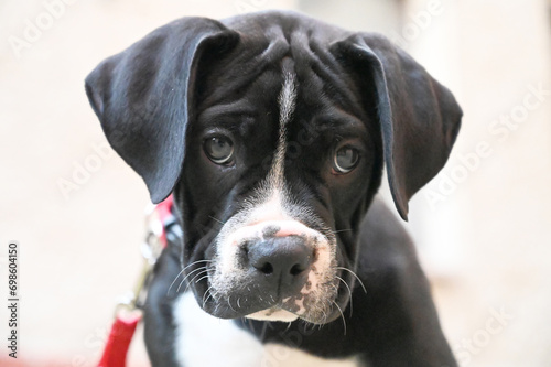 American Bulldog mix puppy with a vibrant red leash, showcasing a contrast of colors in its appearance.