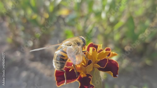 Close-up of a horsefly insect on a calendula flower feeding on nectar. Pollination of a plant