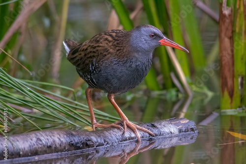 Water rail on a branch in the water