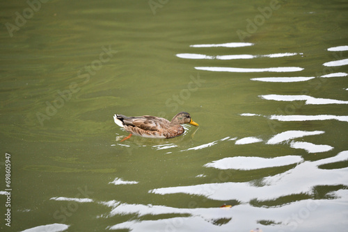 Obraz na płótnie Young ducks swim in the water of a pond at the edge of the forest w salonie