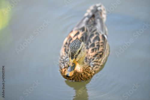Obraz na płótnie Macro detail of the head of a mallard duck on a pond w salonie