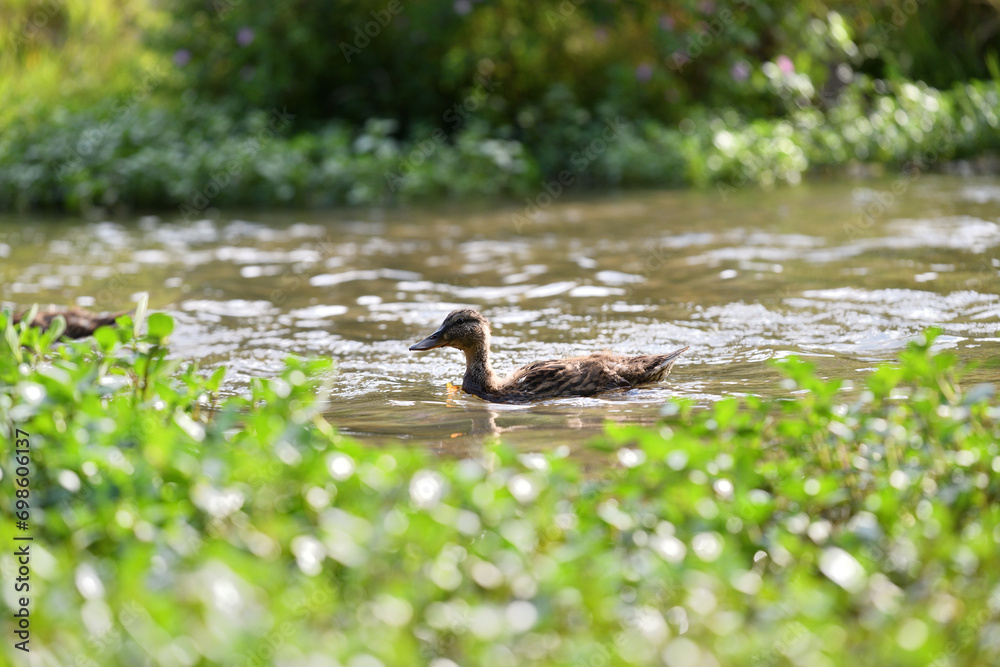 A wild duck swims on a pond in the forest