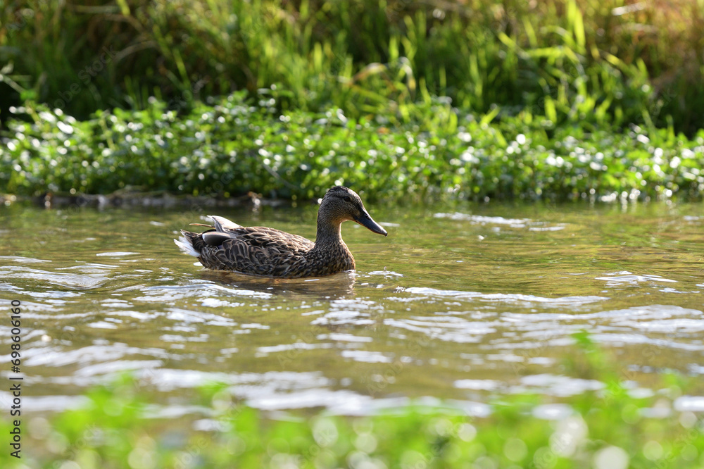 Young ducks swim in the water of a pond at the edge of the forest