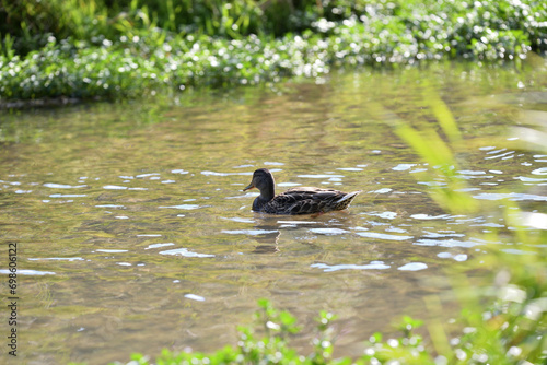 Obraz na płótnie Young ducks swim in the water of a pond at the edge of the forest w salonie