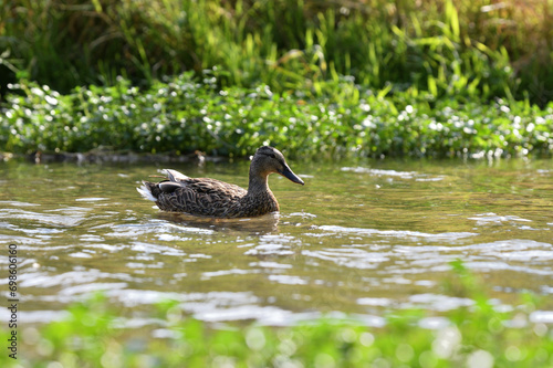 Obraz na płótnie Young ducks swim in the water of a pond at the edge of the forest w salonie