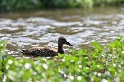 Obraz na płótnie Young ducks swim in the water of a pond at the edge of the forest w salonie