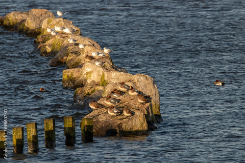 Widgeons resting on rocks in the water  photo