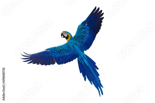 blue and yellow macaw parrot isolated on white background with clipping path. photo