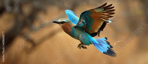 The Indian roller, a bird in the roller family, is known for male's impressive aerobatic displays during breeding. photo