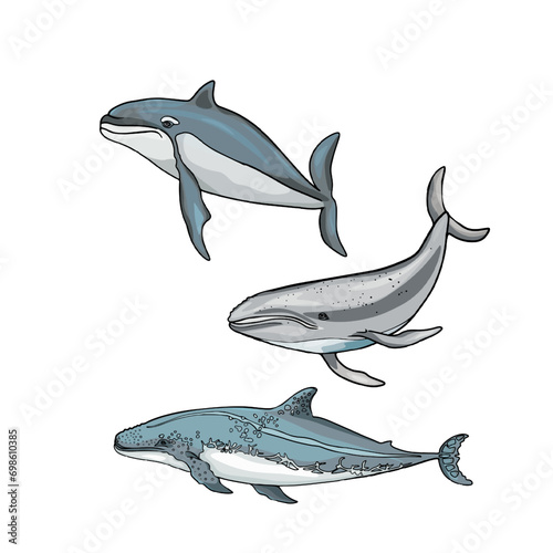 Set of whales and sharks. Isolated illustration of underwater animals. Isolated as a blank for designers, icon, logo, label