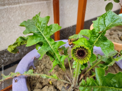 Bilde på lerret Cerebra flower opening bud in the garden.