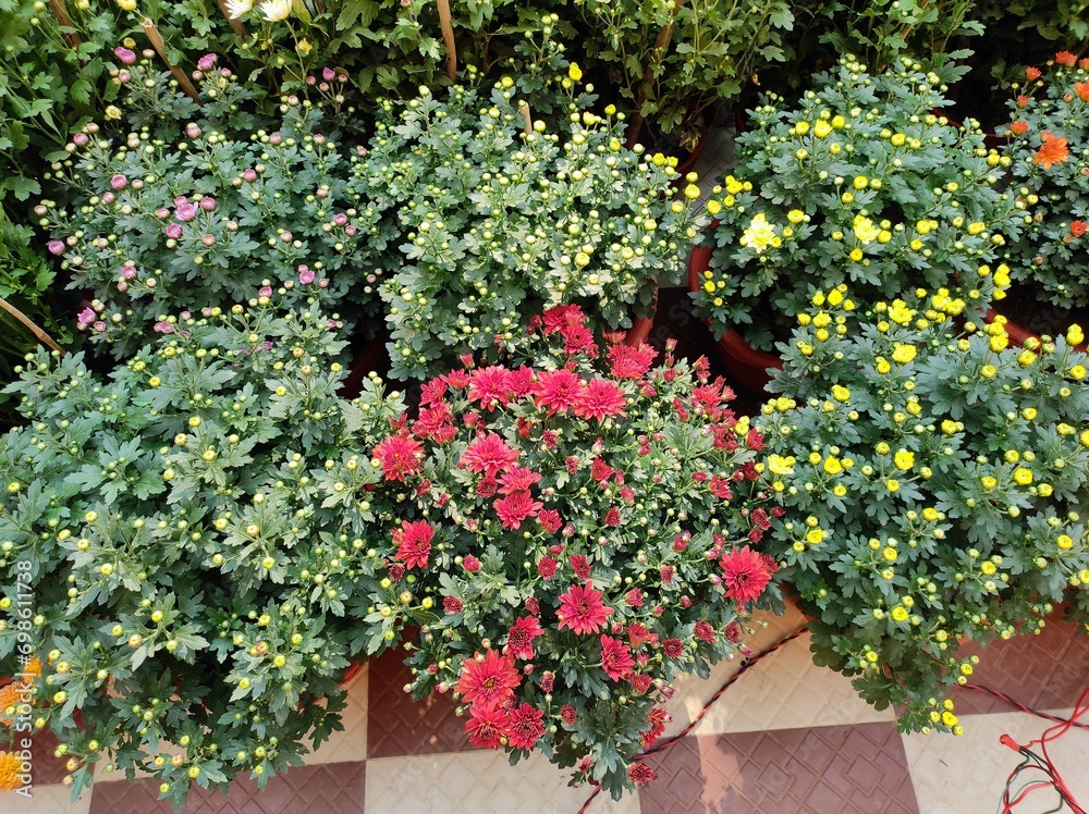 Chrysanthemum pots with flowers and buds in the garden 