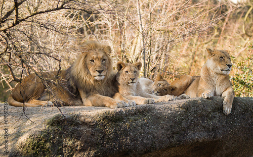 Löwenfamilie im warmen Abendlicht