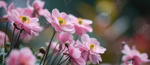 Latin name for Pink Japanese anemone Koenigin Charlotte is Anemone * hybrida Koenigin Charlotte. photo
