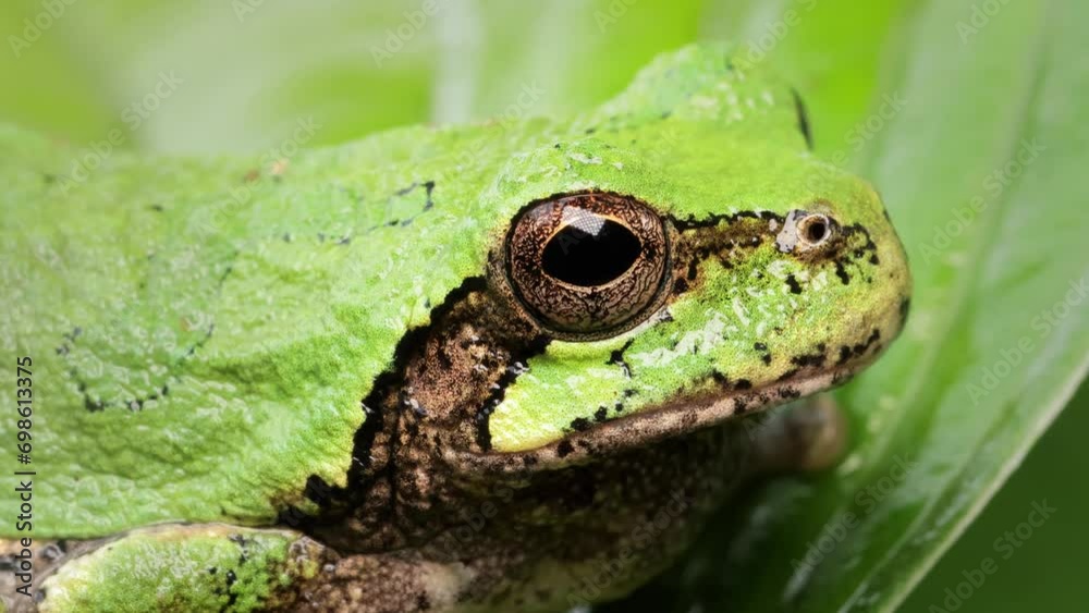 Close-up shot of a  Gray Treefrog sitting on a leaf. Shot in Minnesota.