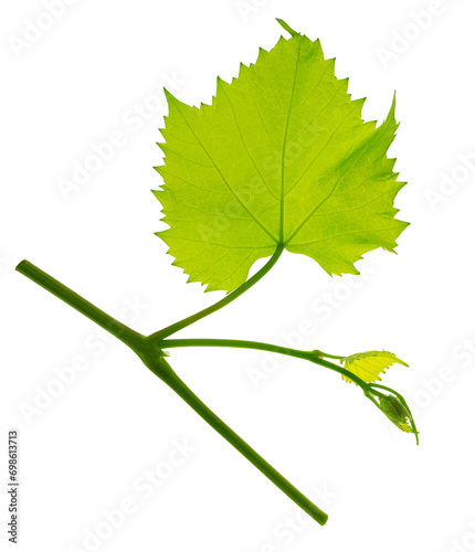 Grape branch with green leaves and tendrils on transparent, png. Grapevine. Sprig with leaves of grapevine photo
