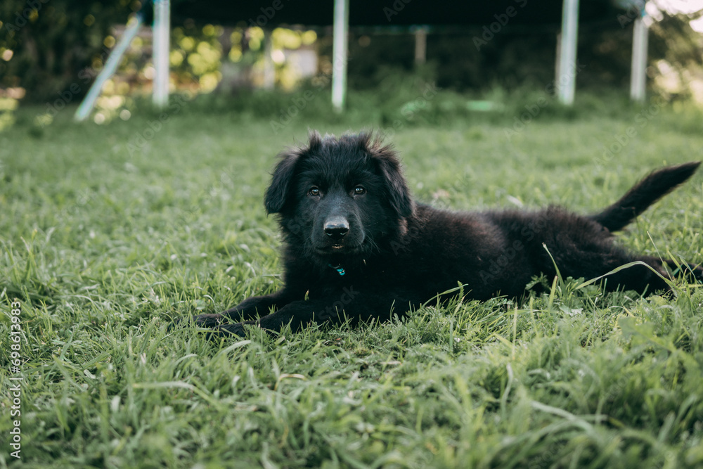 Selective Focus Portrait of a Cute Puppy in the Grass Selective Focus Portrait of a Cute Puppy in the Grass