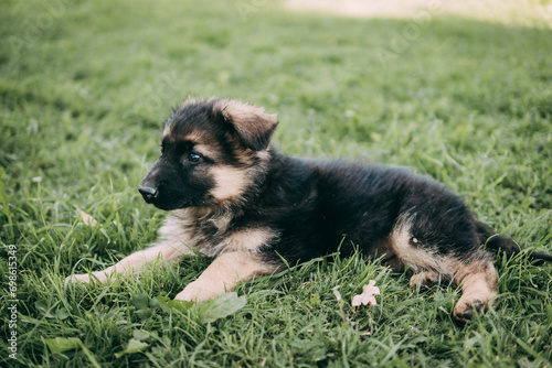Selective Focus Portrait of a Cute Puppy in the Grass