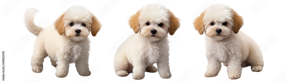 Set of baby poodle multi pose, isolated on transparent of white background Set of baby poodle multi pose, isolated on transparent of white background