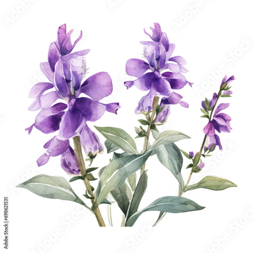 Big Blooming Pastel Purple Salvia Flower Botanical Watercolor Painting Illustration