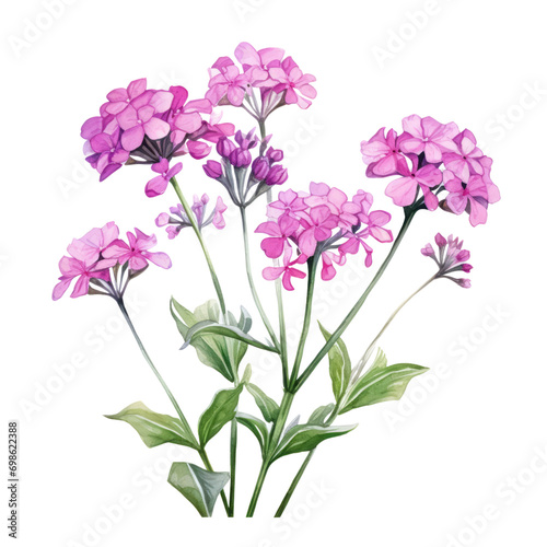 Multiple Elegant Purple Verbena Flowers Botanical Watercolor Painting Illustration