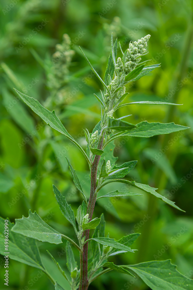 Chenopodium album, edible plant, common names include lamb's quarters, melde, goosefoot, white goosefoot, wild spinach, bathua and fat-hen Chenopodium album, edible plant, common names include lamb's quarters, melde, goosefoot, white goosefoot, wild spinach, bathua and fat-hen