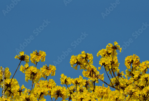 Fresh Golden Tree or Tallow Pui  natural yellow flower With the blue sky photo