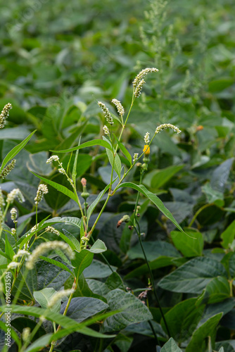 Weed Persicaria lapathifolia grows in a field among agricultural crops