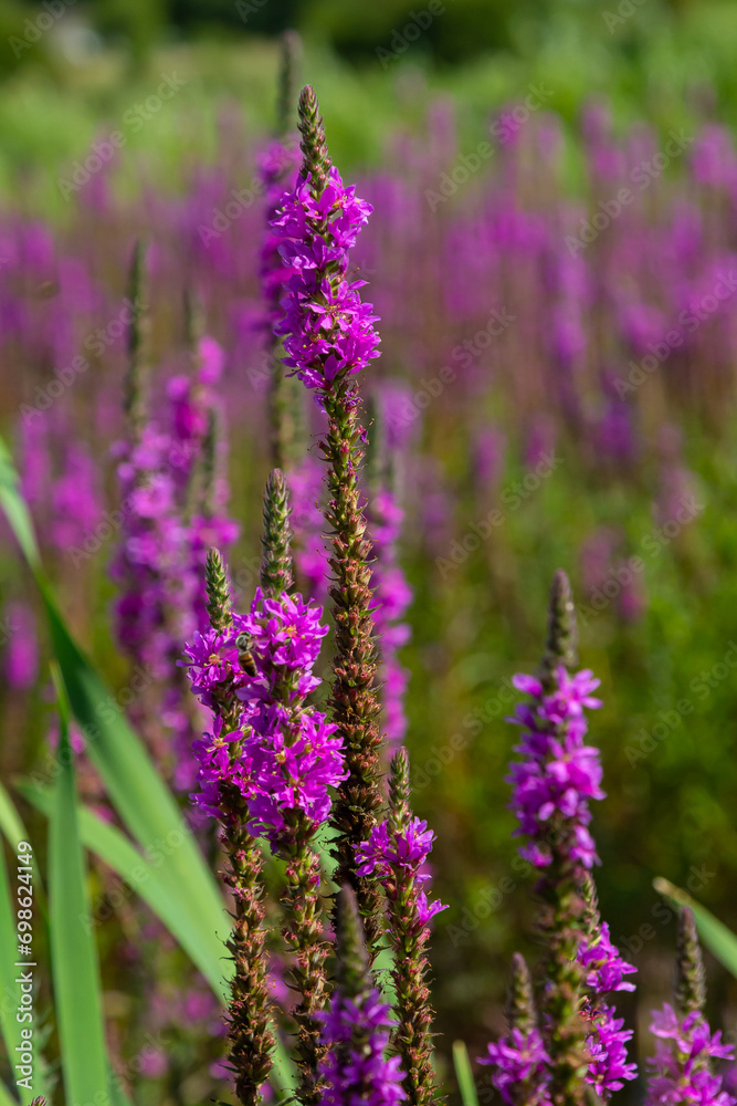Naklejka premium Purple loosestrife Lythrum salicaria inflorescence. Flower spike of plant in the family Lythraceae, associated with wet habitats