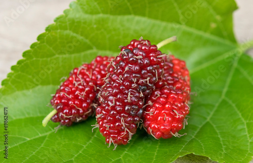 Pile of organic Mulberry fruits put on  green leaf