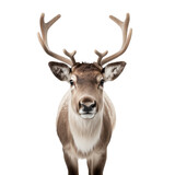 Portrait of a reindeer with horns isolated on transparent background