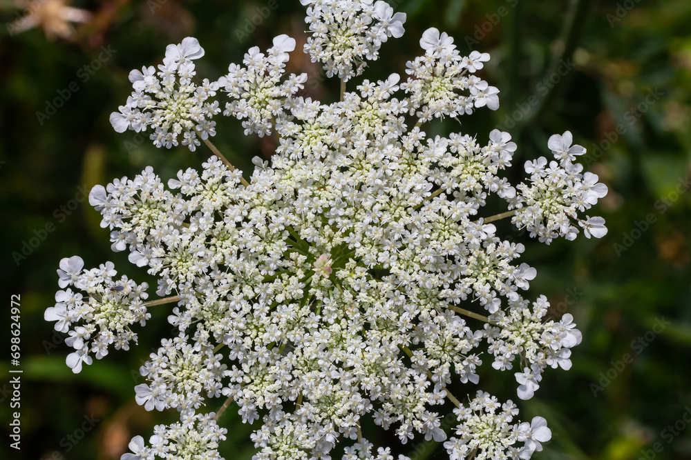 Daucus carota known as wild carrot blooming plant Daucus carota known as wild carrot blooming plant