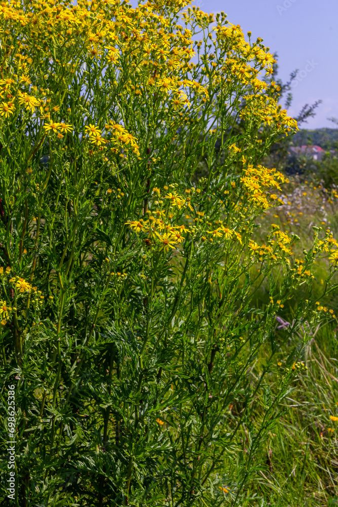 Yellow flowers of Senecio vernalis closeup on a blurred green background. Selective focus Yellow flowers of Senecio vernalis closeup on a blurred green background. Selective focus
