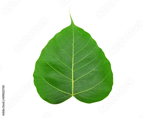 Green bodhi leaf of buddha isolated on white background photo