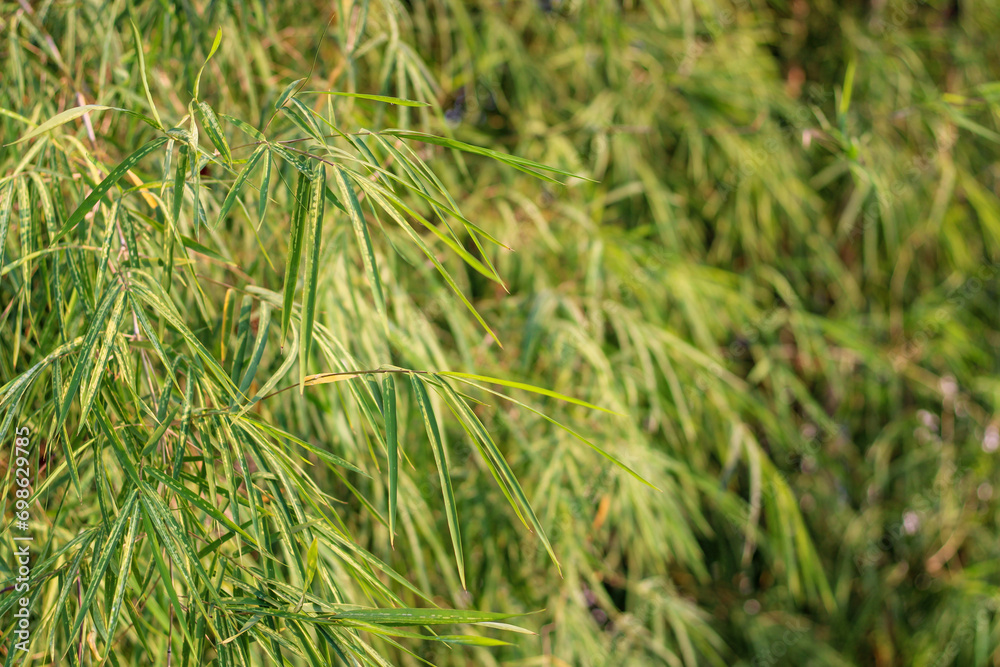 green background of bamboo trees green background of bamboo trees