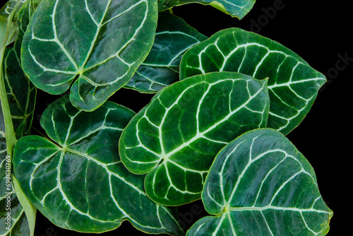 Beautiful dark velvety leaf of Anthurium Clarinervium a rare houseplant isolated on black background with clipping path photo