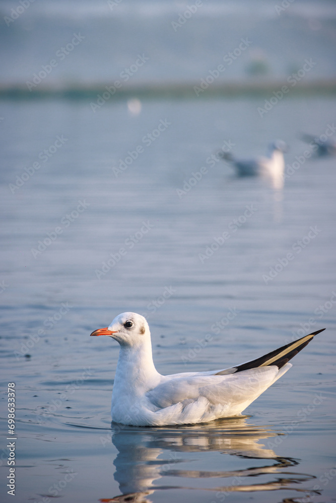 Early morning scene of Seagulls at Yamuna ghat in Delhi. Delhi tourism attraction. Early morning scene of Seagulls at Yamuna ghat in Delhi. Delhi tourism attraction.