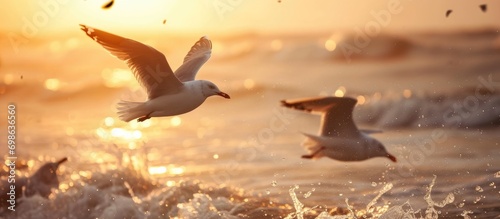 Seagulls flying at sunset. © AkuAku