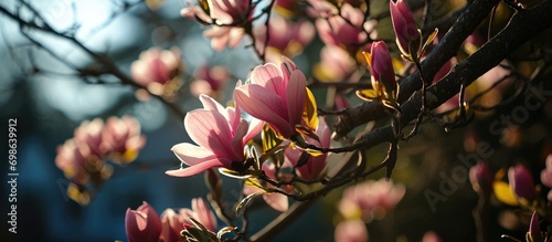 Buds rest beneath the sky, on a magnolia tree. photo