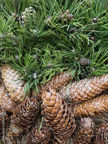 Pine leaves and Cones