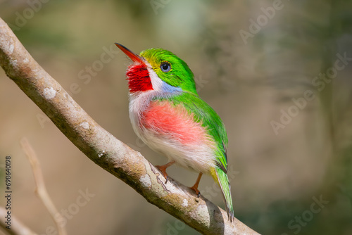 Cute cuban tody - todus multicolor perched at light brown background. Photo from Playa Larga in Cuba. Cuban tody is endemic cuban bird.	 photo